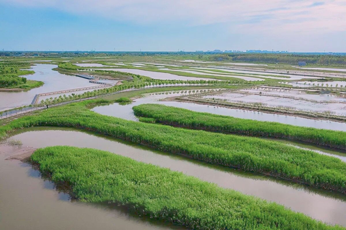 孝义河河口湿地水质净化工程
